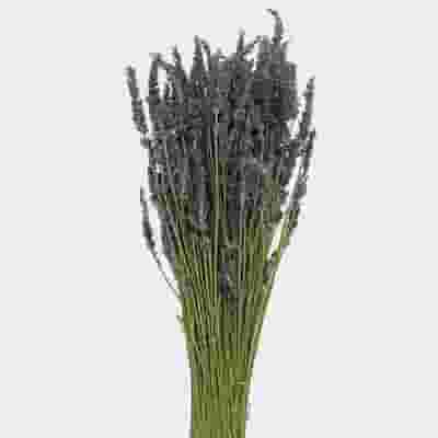 Lavender Dried Flower