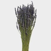 Lavender Dried Flower