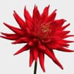 Assorted Dahlias 10 Bunch Box (Approx. 100 Stems)