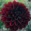 Assorted Dahlias 20 Bunch Box (Approx. 200 Stems)