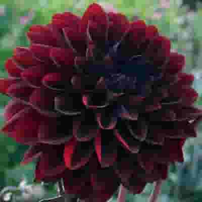 Assorted Dahlias 20 Bunch Box (Approx. 200 Stems)