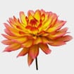 Assorted Dahlias 20 Bunch Box (Approx. 200 Stems)