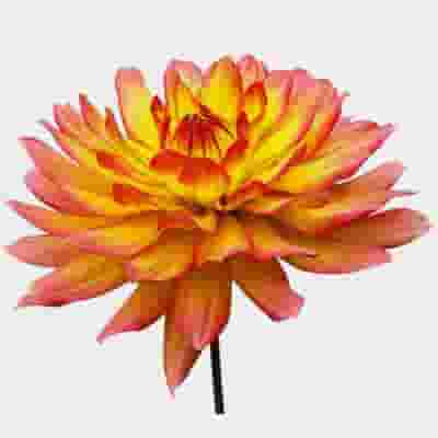 Assorted Dahlias 20 Bunch Box (Approx. 200 Stems)