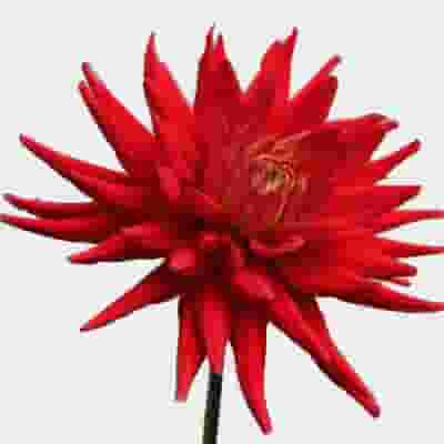 Assorted Dahlias 20 Bunch Box (Approx. 200 Stems)