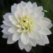 Assorted Dahlias 20 Bunch Box (Approx. 200 Stems)