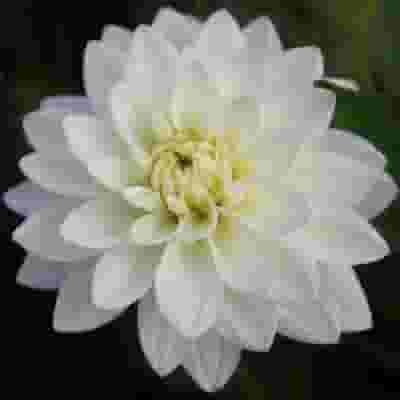 Assorted Dahlias 20 Bunch Box (Approx. 200 Stems)