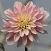 Assorted Dahlias 20 Bunch Box (Approx. 200 Stems)