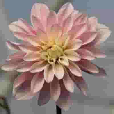 Assorted Dahlias 20 Bunch Box (Approx. 200 Stems)