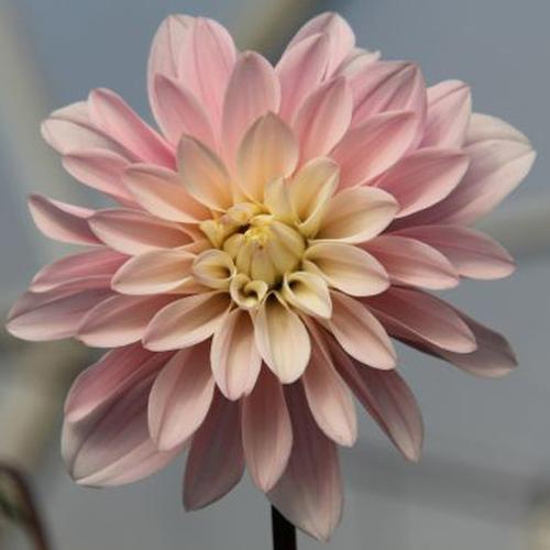 Assorted Dahlias 20 Bunch Box (Approx. 200 Stems)