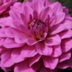 Assorted Dahlias 20 Bunch Box (Approx. 200 Stems)