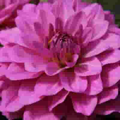 Assorted Dahlias 20 Bunch Box (Approx. 200 Stems)