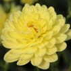 Assorted Dahlias 20 Bunch Box (Approx. 200 Stems)