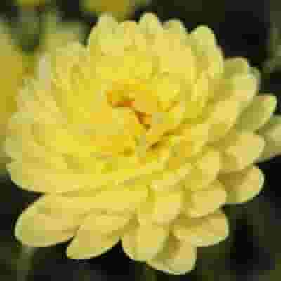 Assorted Dahlias 20 Bunch Box (Approx. 200 Stems)