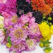 Assorted Dahlias 20 Bunch Box (Approx. 200 Stems)