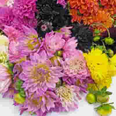Assorted Dahlias 20 Bunch Box (Approx. 200 Stems)