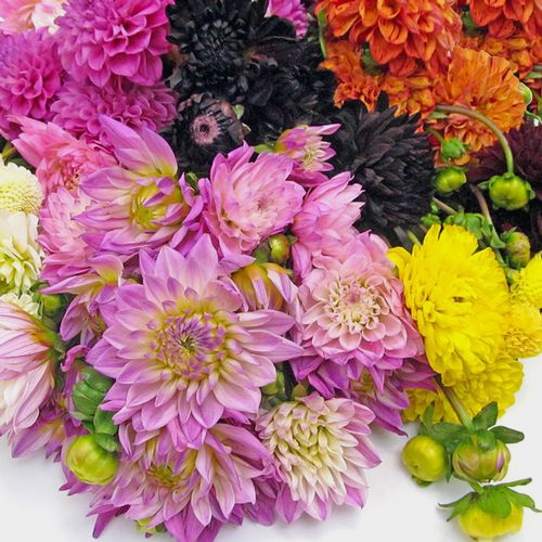 Assorted Dahlias 20 Bunch Box (Approx. 200 Stems)