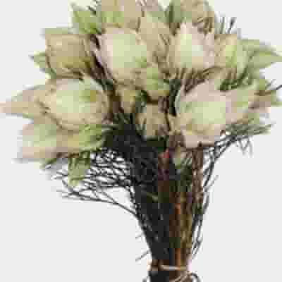 Blushing Bride Protea