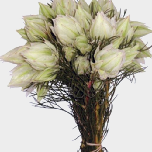 Protea Blushing Bride Flowers