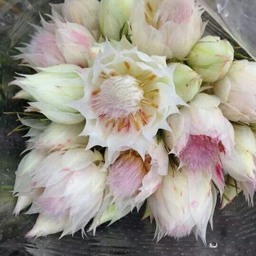 Bulk flowers online - Protea Blushing Bride Flowers