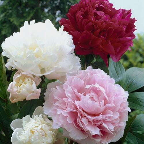 Wholesale flowers prices - buy Peony SINGLE Color Flower Pack (20 Stems) in bulk