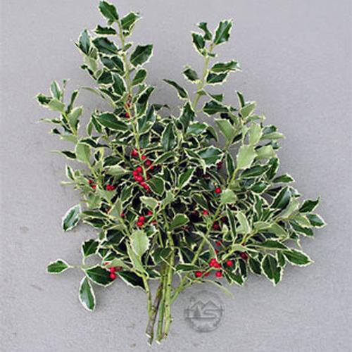 Wholesale flowers prices - buy Variegated Holly Bunch in bulk