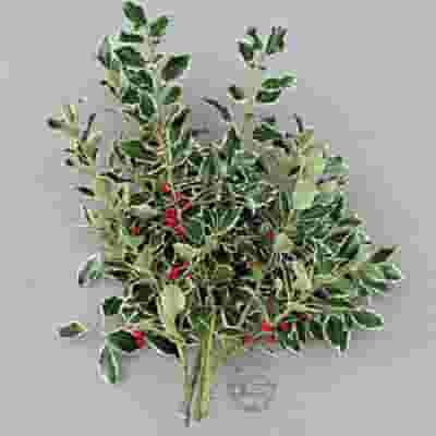 Variegated Holly Bunch