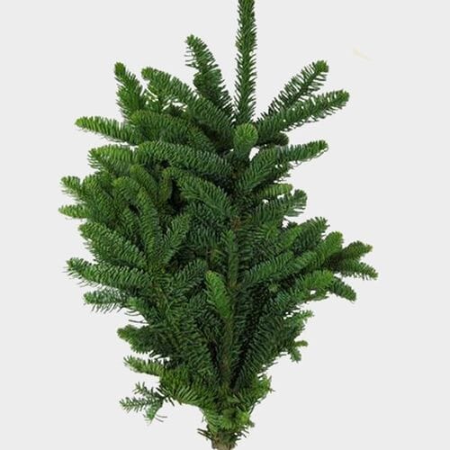 Noble Fir Bunch - Wholesale - Blooms By The Box