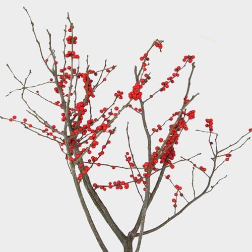 Winterberry Branches, 10 Bundles, 22-30