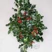 Green Holly - 10 Lbs Box