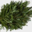Balsam Tips 25 Lbs Box