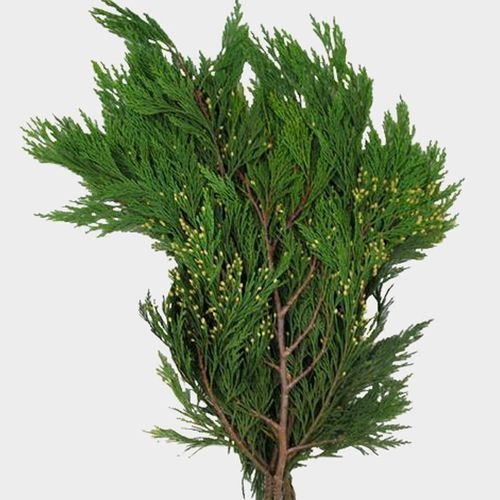 Incense Cedar 20 Lbs Box