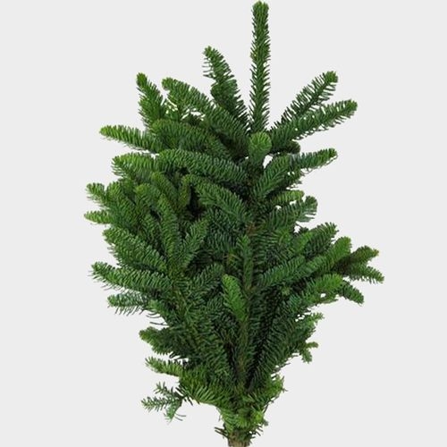 Noble Fir Tips 25 Lbs Box - Wholesale - Blooms By The Box