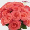 Rose Amsterdam 40 Cm Bulk