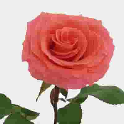 Rose Amsterdam 40 Cm Bulk