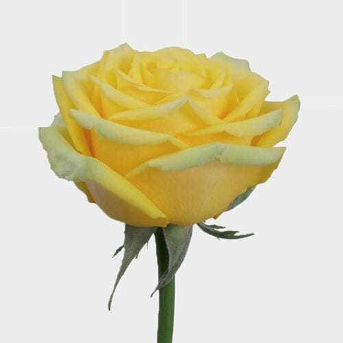 Wholesale flowers: Rose High & Exotic 50 Cm.