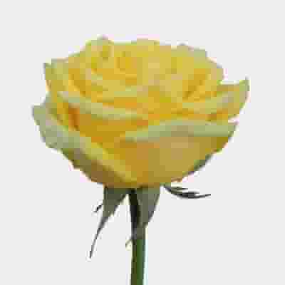 Rose High & Exotic 50 Cm. Bulk