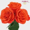 Rose Orange Crush 40cm Bulk