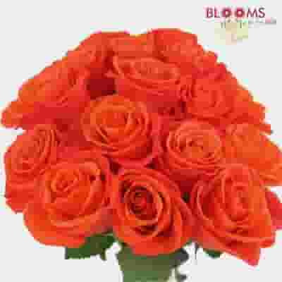 Rose Orange Crush 40cm Bulk