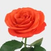 Rose Orange Crush 40cm Bulk