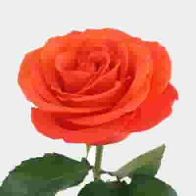 Rose Orange Crush 40cm Bulk