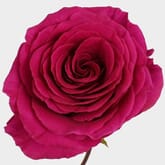 Rose Pink Floyd 50cm Bulk