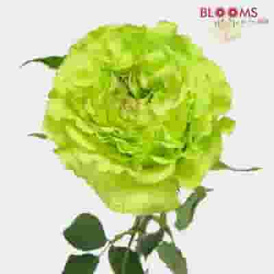 Rose Super Green 40cm Bulk