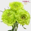 Rose Super Green 40cm Bulk