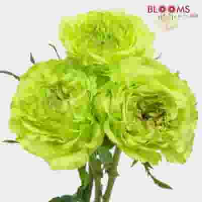 Rose Super Green 40cm Bulk