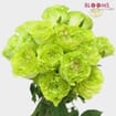 Rose Super Green 40cm Bulk