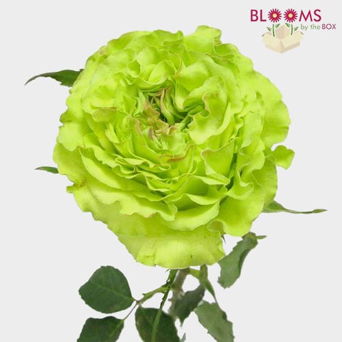 Rose Super Green 50cm