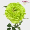 Rose Super Green 50cm Bulk