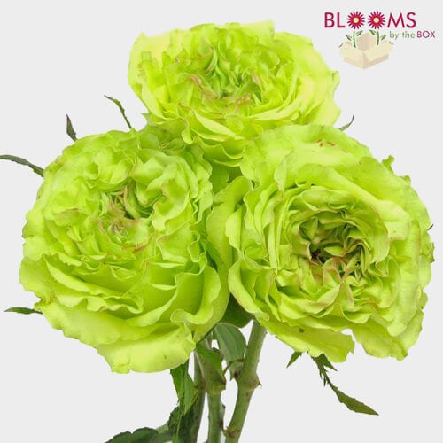 Rose Super Green 50cm Bulk - Wholesale - Blooms By The Box