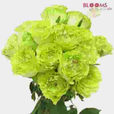 Rose Super Green 50cm Bulk