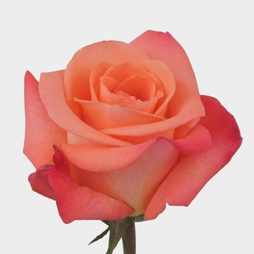 Rose Tropical Amazon 50 Cm. Bulk